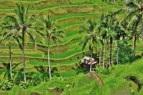 Rice fields in Bali