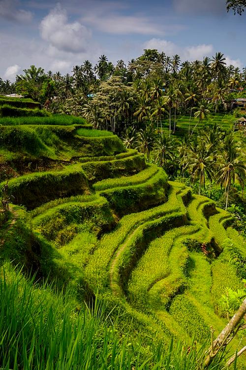 Bali Landscape rice terraces