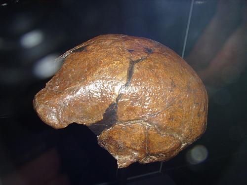Skull Java Man Indonesia