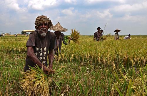 Bangladesh Agriculture 