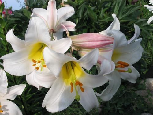 White Lily Bangladesh