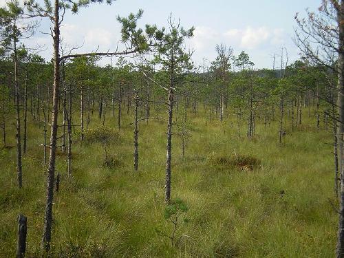 Berezinski Biosphere Reserve in Belarus