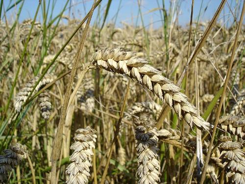 Wheat, an important product of Belarus