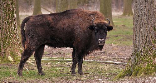 Belarus bison national animal
