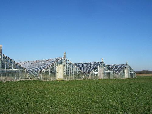 Greenhouse horticulture Belgium