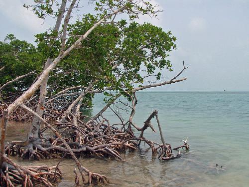 Mangrove Belize