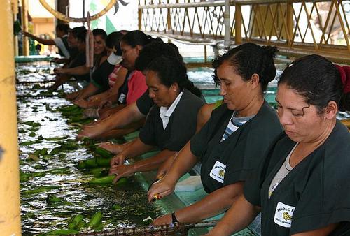 Belize Banana sorting