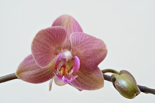 Orchid Belize 