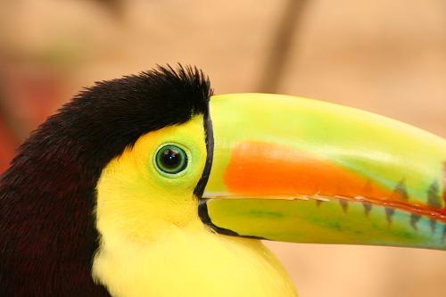 Yellow-billed Toucan Belize