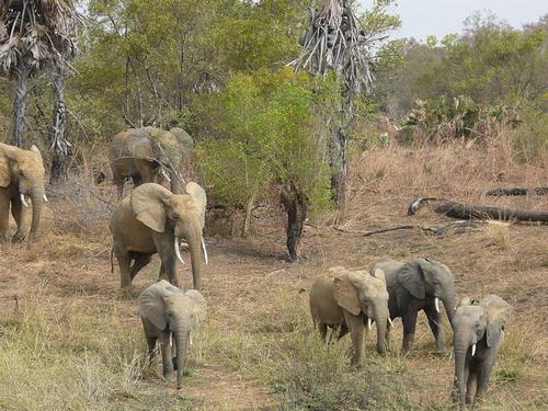 Benin Elephants in Pendjari National Park