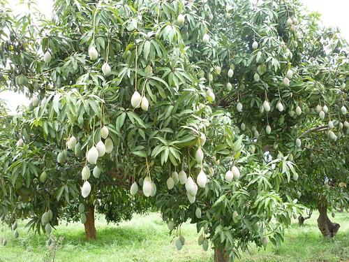 Benin Mango trees