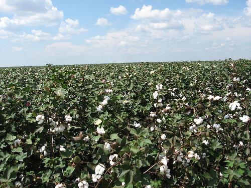 Benin Cotton fields