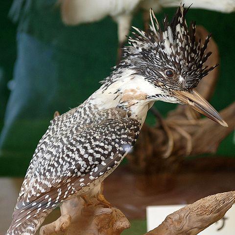 Chinese giant kingfisher, bird from Bhutan