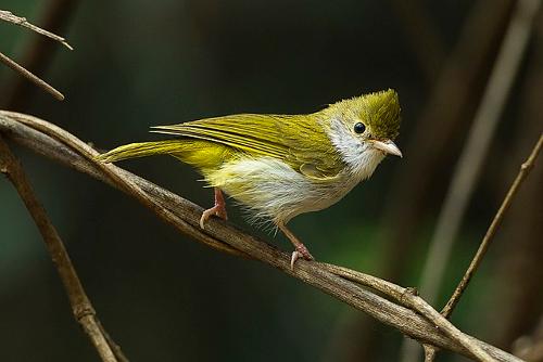 Green Most Malia, Bhutan Bird