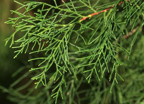 Bhutan's national tree, Cupressus cypress torulosa 