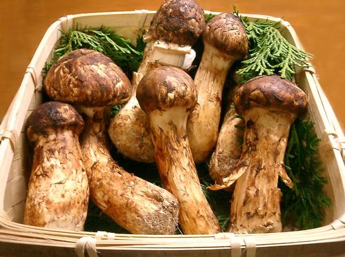 Matsutake, edible fungus and export product from Bhutan 