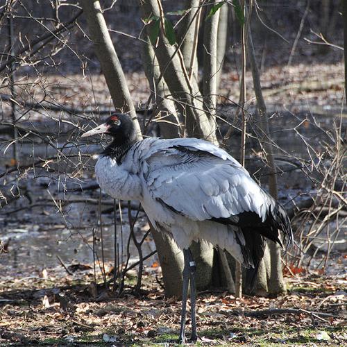 Black-necked crane, rare in Bhutan