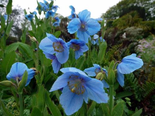 Blue poppy, the national flower of Bhutan