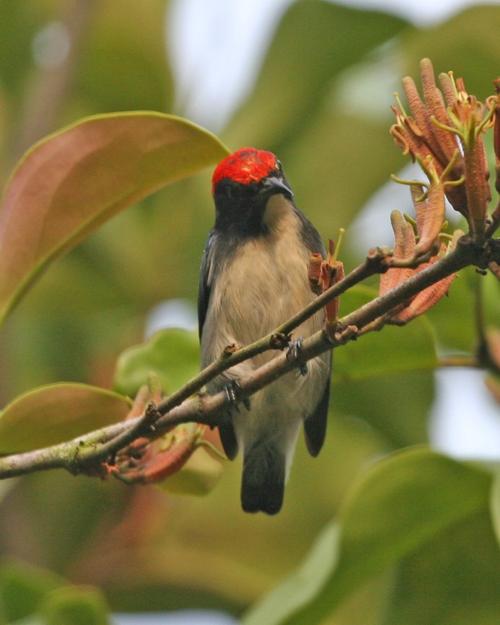 Red-backed honeybird, Bhutan bird