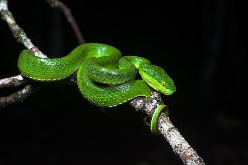 The white-lipped bamboo viper occurs in Bhutan