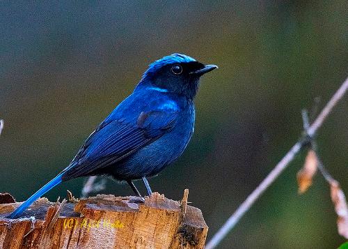 Cobalt niltava is found in Bhutan