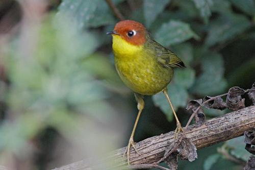 Chestnut Choptesia, Bhutanese Bird