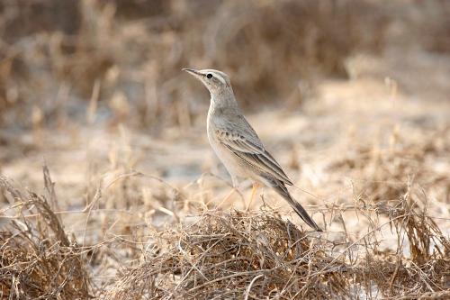 Long-billed piper occurs in Bhutan