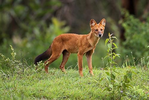 Asiatic wild dog reoccurs in Bhutan