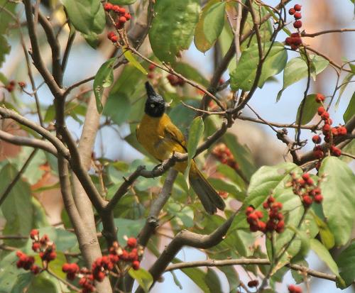 Black-crested Bulbul, bird from Bhutan