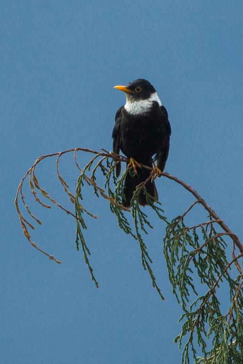 White-collared thrush is found in Bhutan