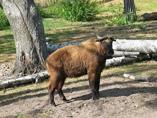 The takin is the national animal of Bhutan