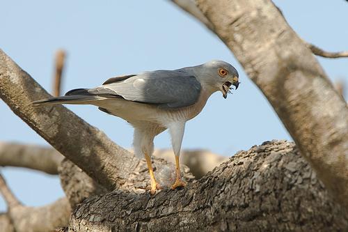 Shikra, bird of prey in Bhutan