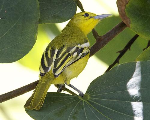 Common iora, Bhutan bird