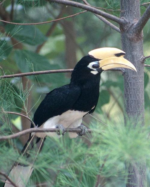 Pied Hornbill, Bhutanese bird