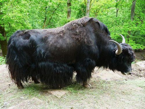 Yak Bull Bhutan