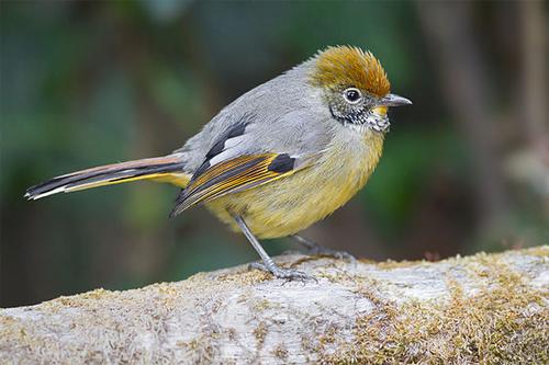 Ornate minnow, bird found in Bhutan