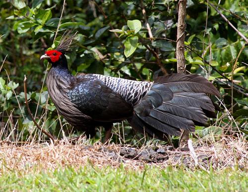 Nepal pheasant is found in Bhutan