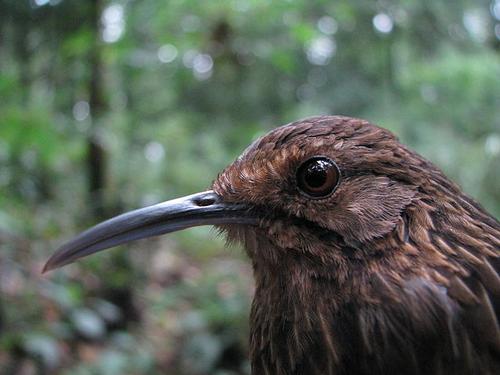 Assam dwarf creeper, Bhutanese bird