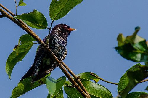 Amethyst Cuckoo is found in Bhutan