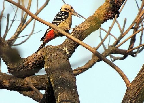 Darjeeling woodpecker occurs in Bhutan