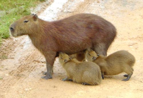 Capibara Bolivia 