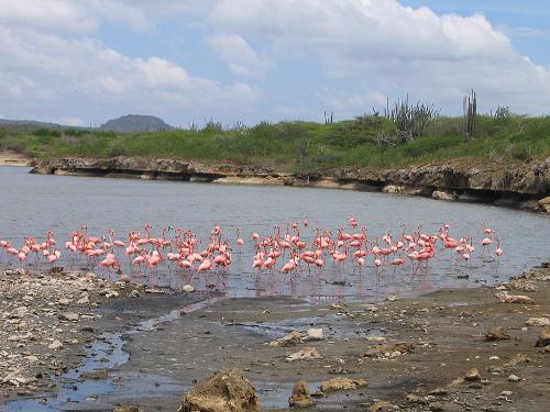 Flamingoes Bonaire 