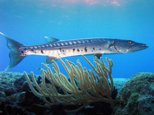 Barracuda Bonaire 