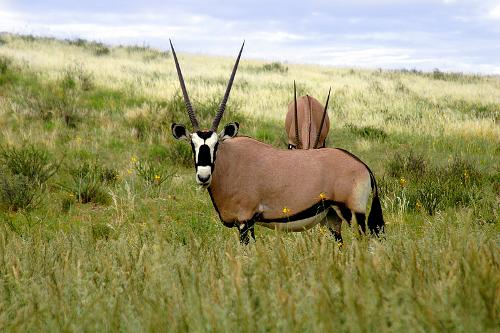 Botswana Kgalagadi Transfrontier Park 