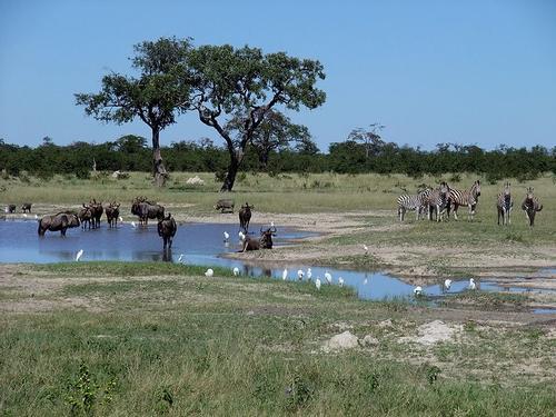 Chobe National park Botswana 
