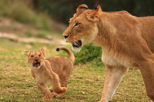 Lions Botswana 
