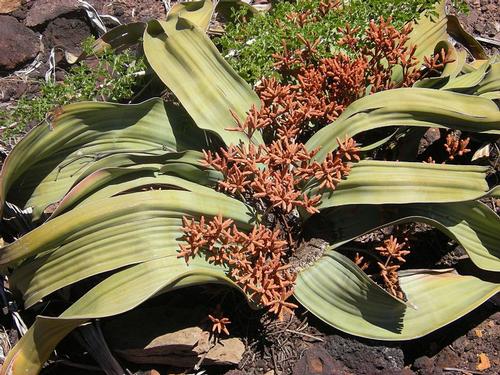 Welwitschia Botswana 