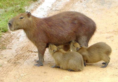 Capibara Brazil 