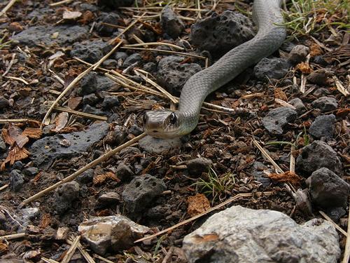 Coluber contrictor mormon, snake native to British Columbia