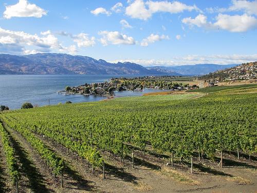 Vineyard in Kelowna (Okanagan Valley), British Columbia